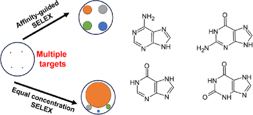 Affinity-Guided Coevolution of Aptamers for Guanine, Xanthine, Hypoxanthine, and Adenine